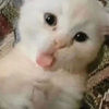 sirroma_tvt